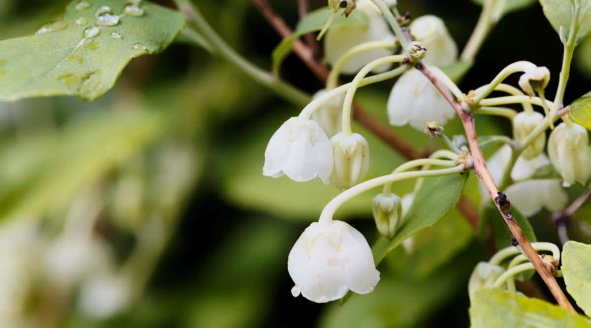 Honeycup Flower