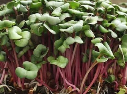 Hong vit radish microgreens