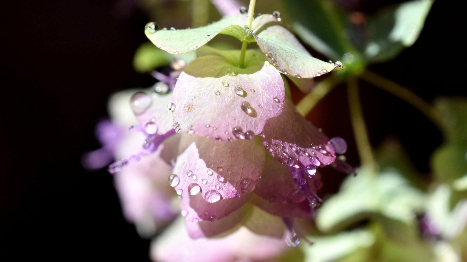 Close-up of Ornamental Oregano ‘Kirigami’ covered with raindrops on a dark background.