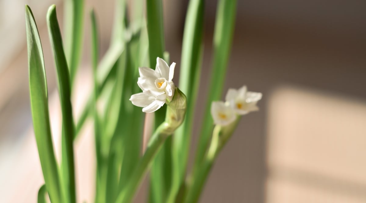 A close-up of delicate paperwhite leaves, showcasing their vibrant green color and slender form. Intertwined among the foliage are small, pristine white blooms adorning the slender stems.
