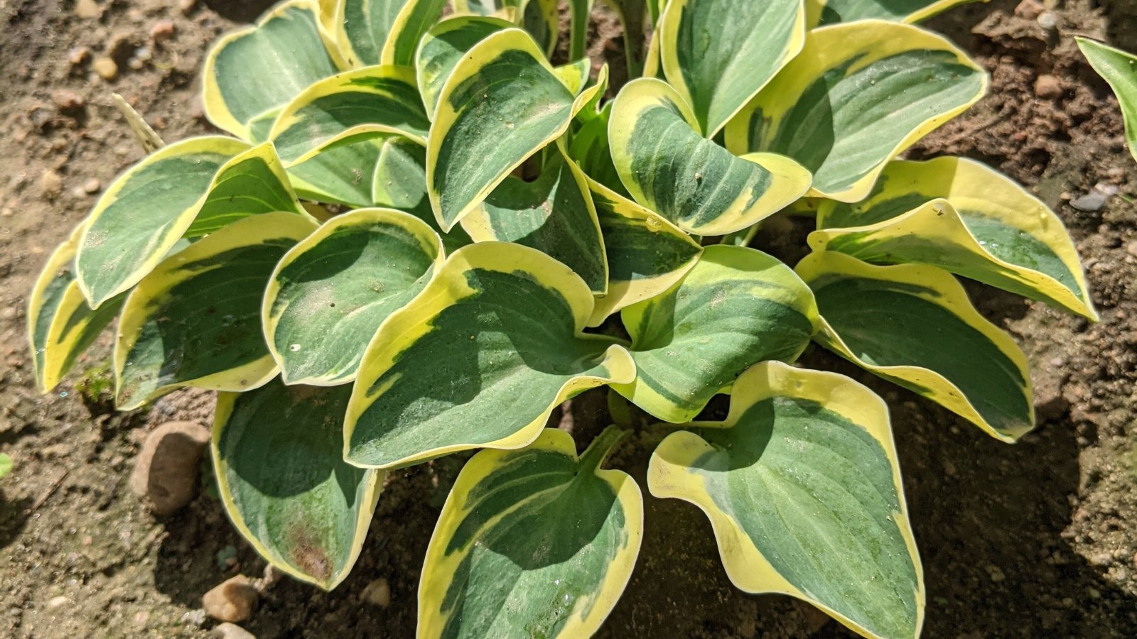 Thick, heart-shaped leaves in a rich blue-green shade with cream margins create a tight mound.
