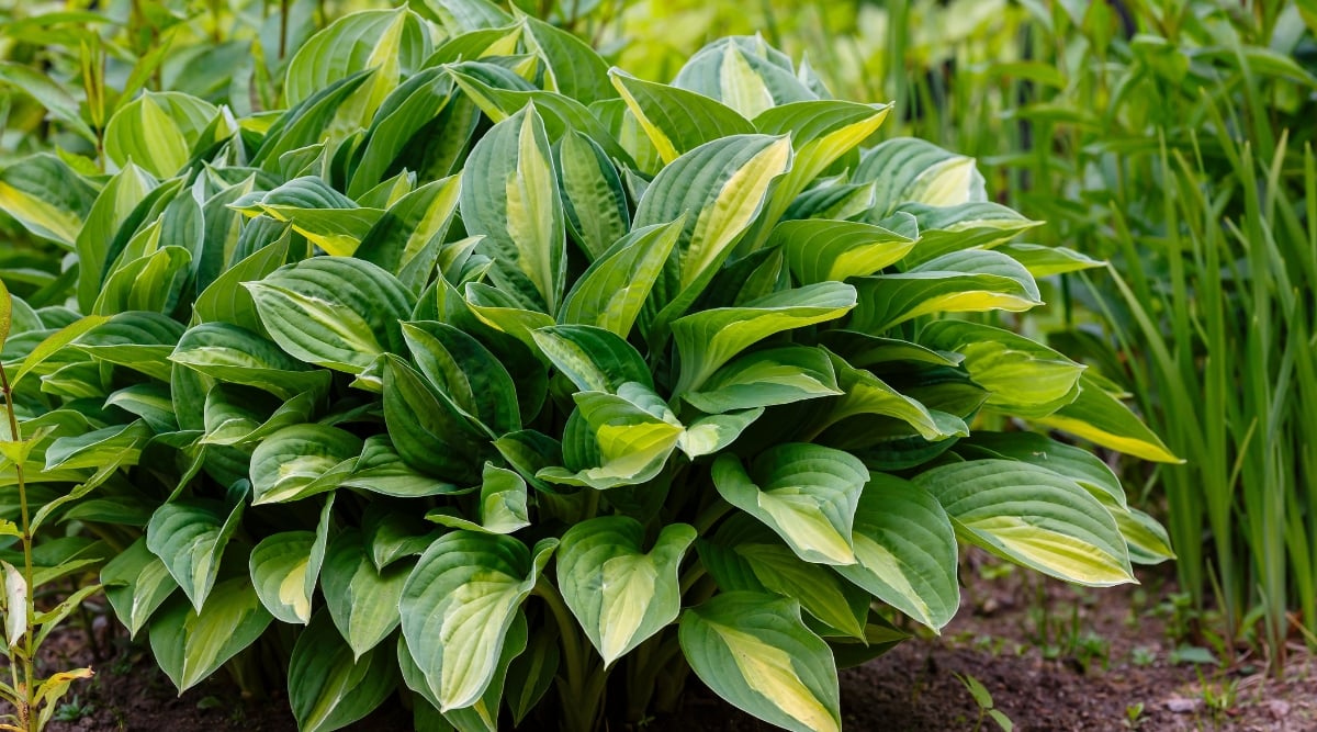 Close-up of a Hosta with variegated leaves in the garden. This shade-loving plant forms dense clumps of large, broad heart-shaped leaves. The leaves are green, with yellowish strokes in the center of each leaf.