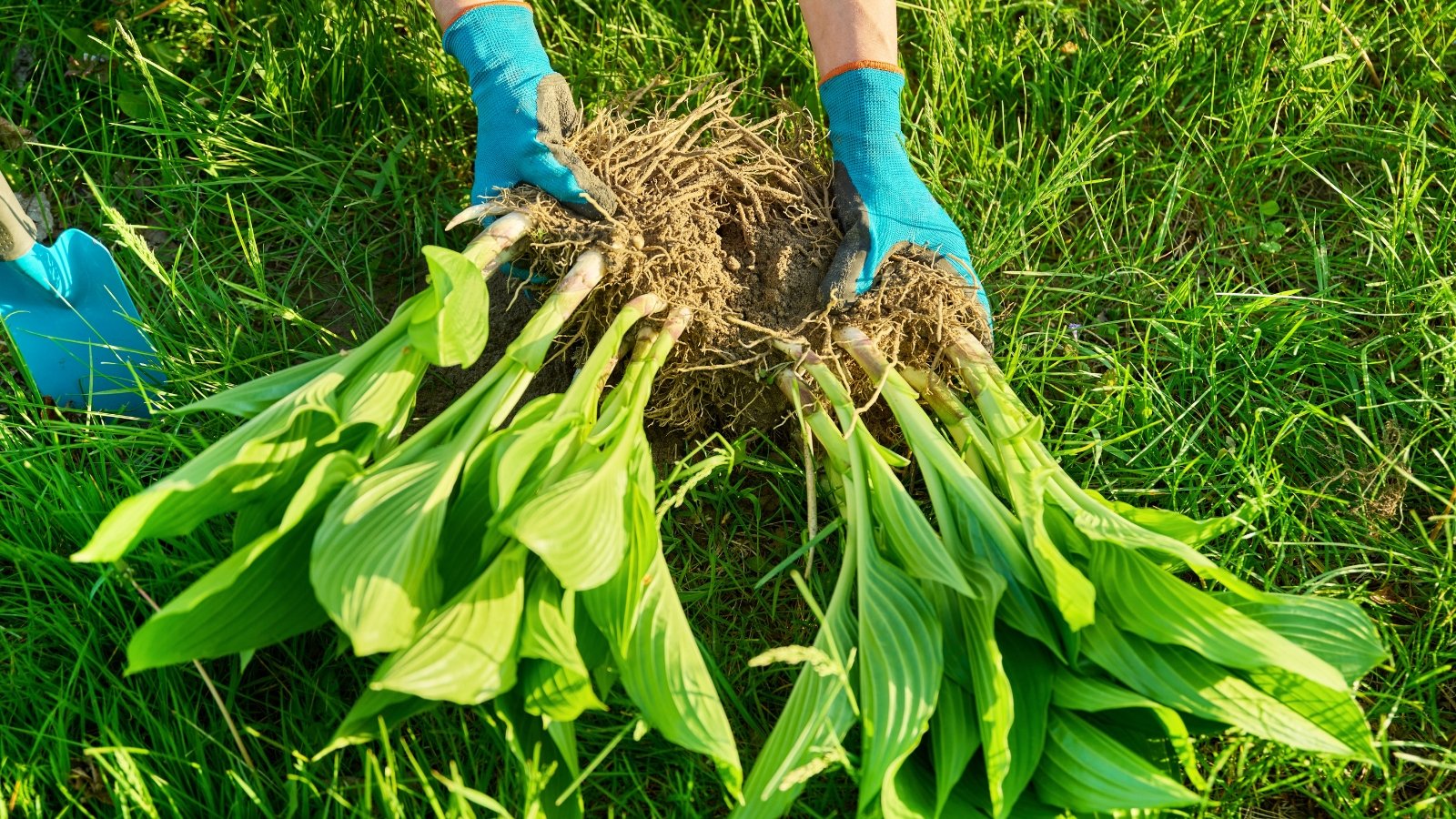 Close-up of a gardener wearing blue gloves dividing a hosta plant in a sunny lawn garden.