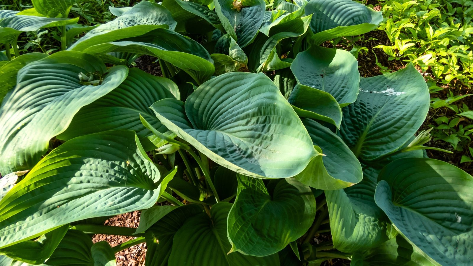 Close-up of a hosta Empress Wu plant under dappled sun in a garden, characterized by its towering stems, bearing immense, heart-shaped textured green leaves.