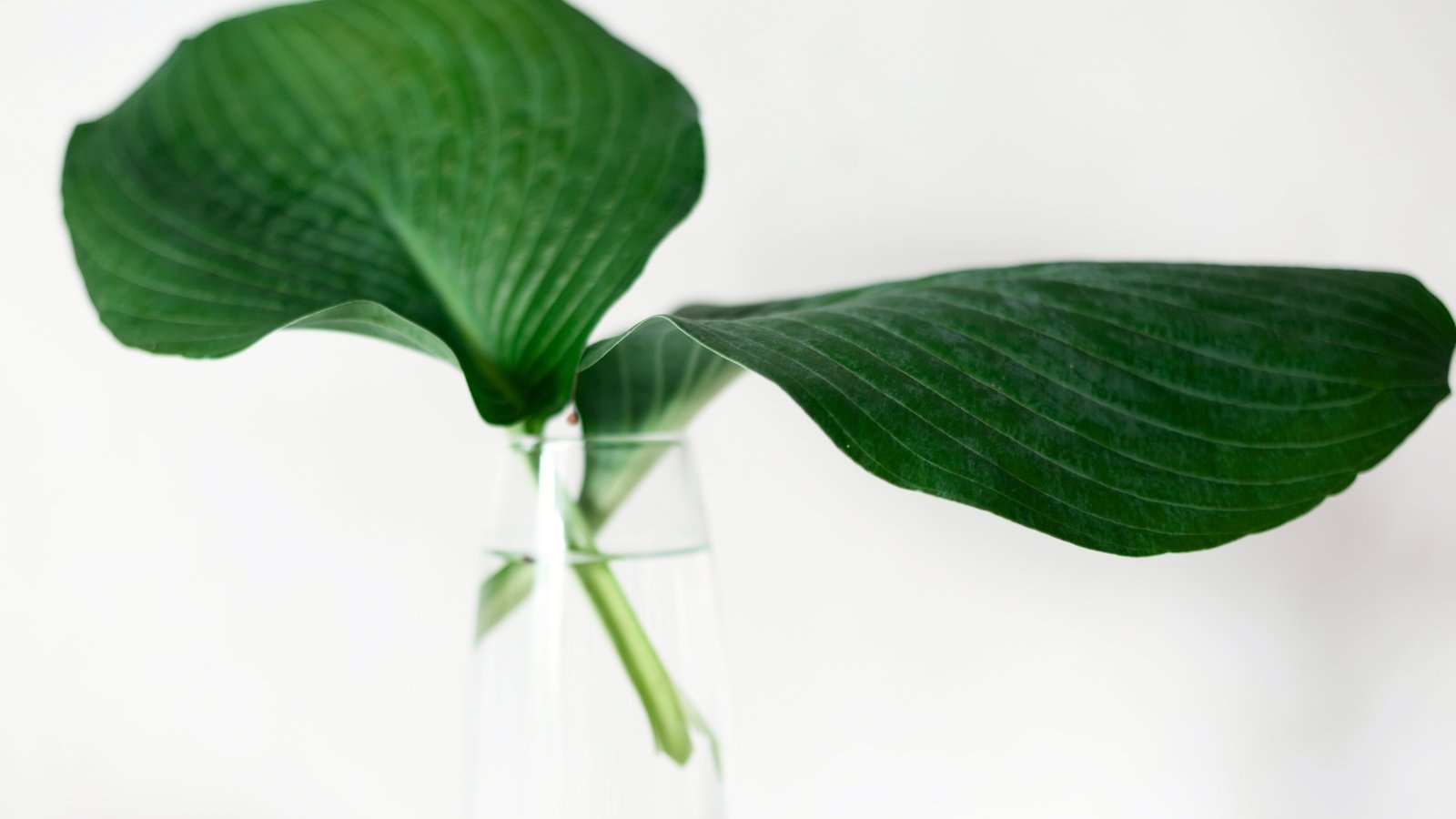 Close-up of hosta cuttings standing in a glass vase with water for propagation.