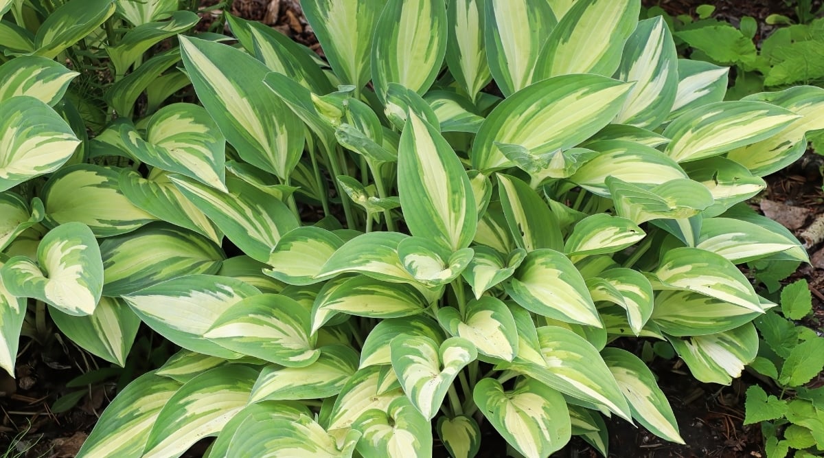 Hosta plants that have large, broad leaves that grow in a rosette-like pattern. The leaves are green in color, and variegated with white or yellow. The green stalks emerge from the center of the rosette of leaves.