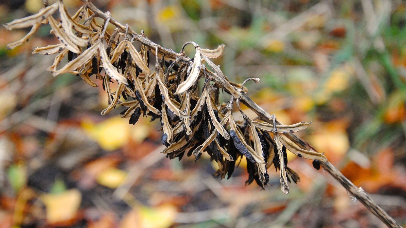 The hosta seedpods dangle delicately from the inflorescence, while the seeds, small and dark, nestle within.