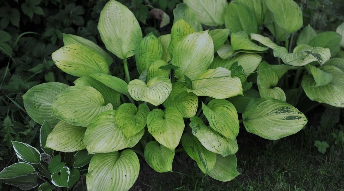 Infected hosta plant