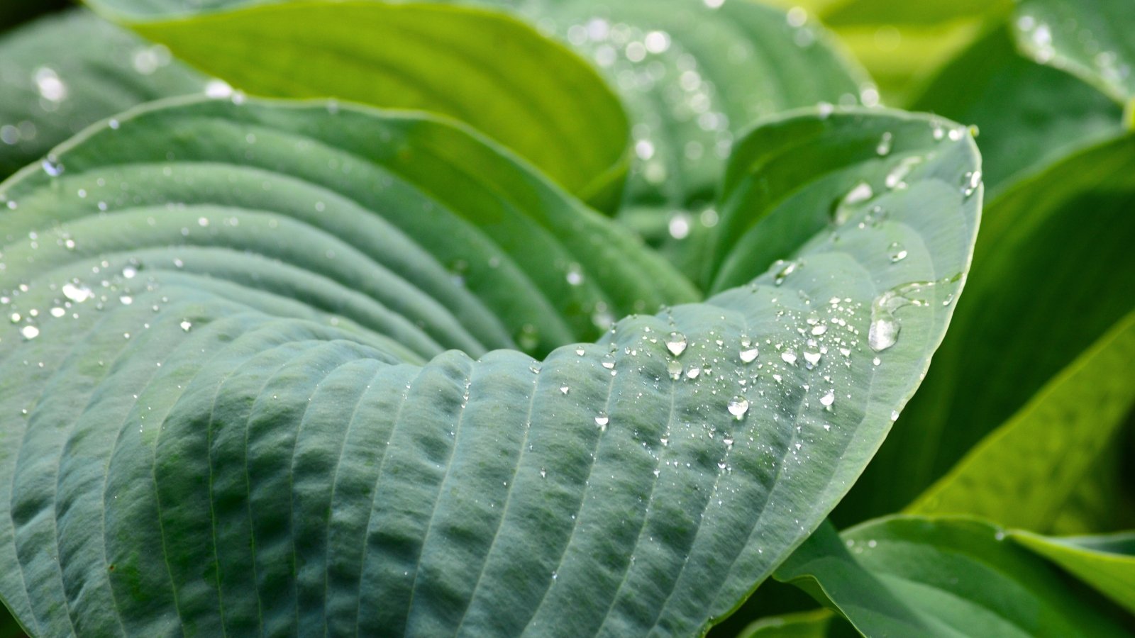 Close-up of hosta leaf glistens with rain droplets, enhancing its lush green hue.