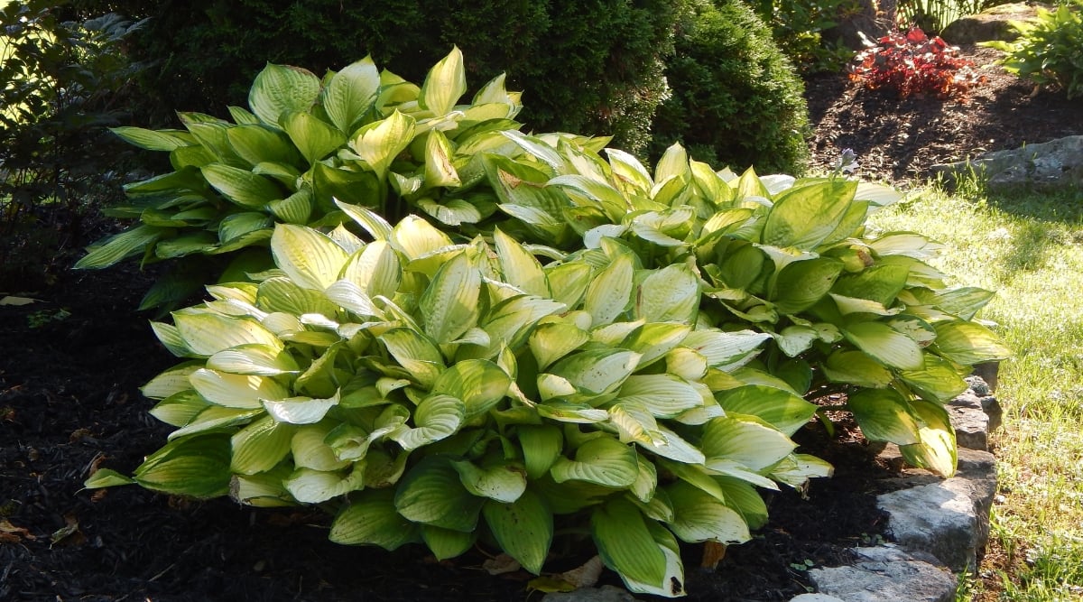 A Hosta plant ina stone lined flower bed, with big green-white leaves.