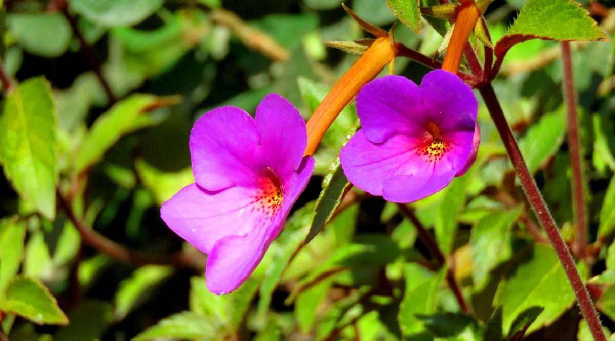 Hot Water Plant