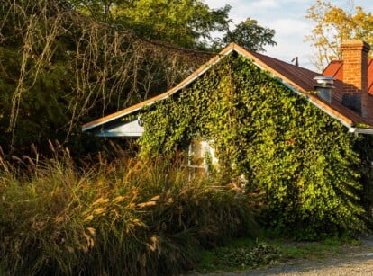 A small white house displays a wall completely covered by ivy.