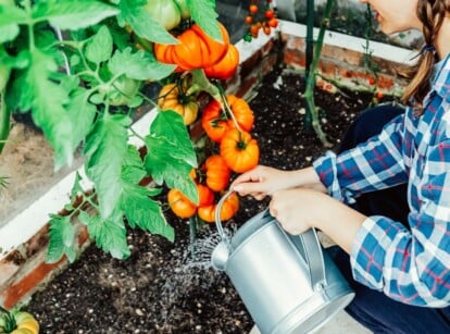 A gardener uses a tin watering can to water the base of a large heirloom tomato plant.