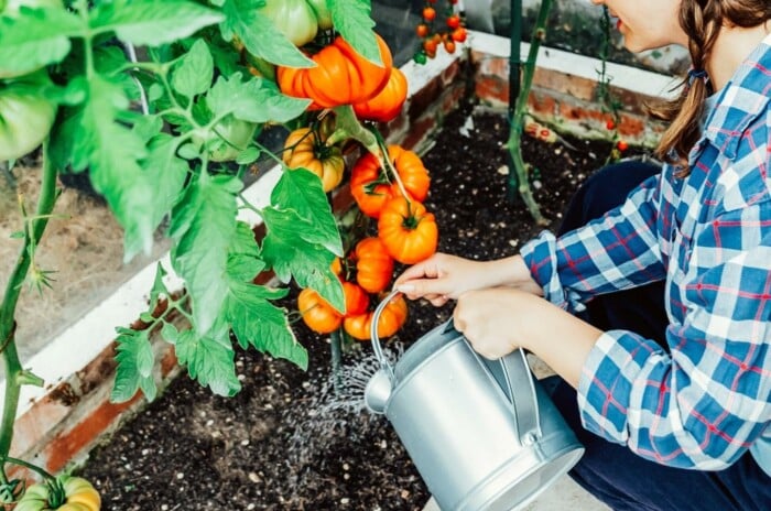 A gardener uses a tin watering can to water the base of a large heirloom tomato plant.