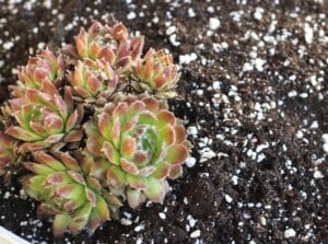 how to fertilize succulents