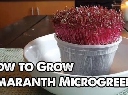 How to Grow Amaranth Microgreens Fast and Easy