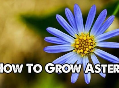 How to Grow Asters