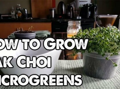 How to Grow Pak Choi Microgreens Fast and Easy