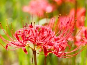 How to grow red spider lily