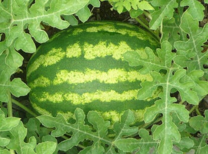 How To Grow Watermelon