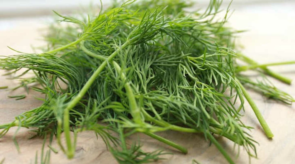 How to harvest dill