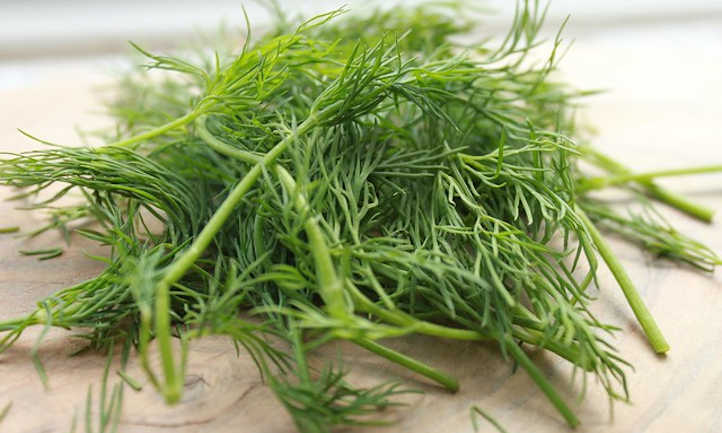 How to harvest dill