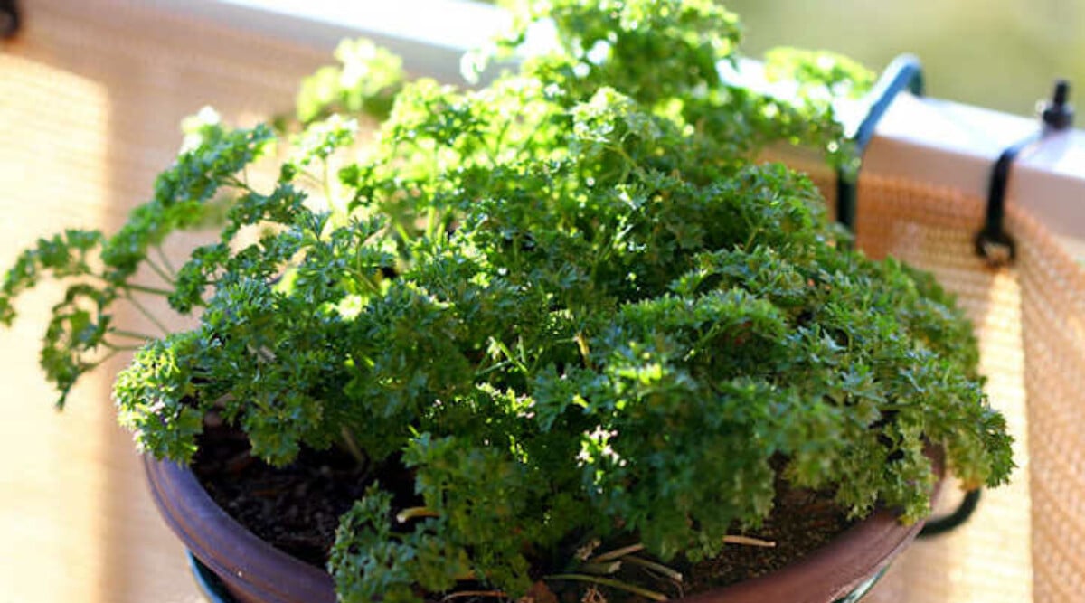 How to harvest parsley