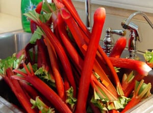 How to harvest rhubarb