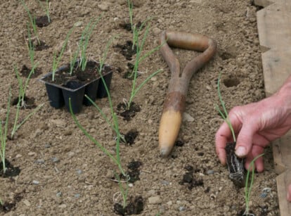 How to plant onion transplants