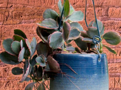 How to propagate kalanchoe