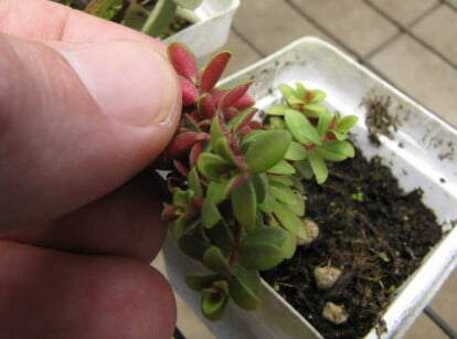 How to propagate peperomia