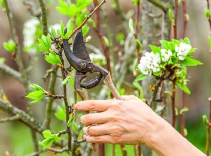 how to prune overgrown fruit trees