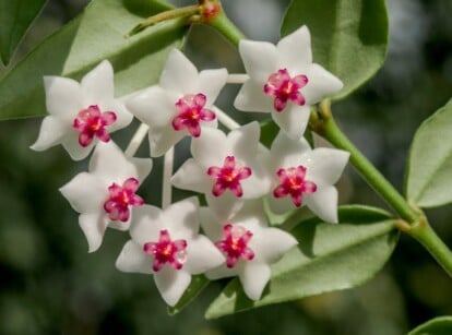 Hoya Bella Plant close up