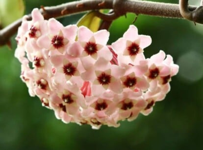 hoya varieties