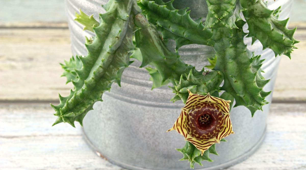 Yellow and Brown Flower of the Lifesaver Succulent