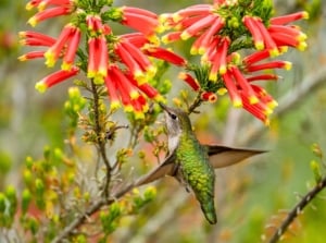 Close-up of a bright green Hummingbird drinking nectar from bright red Erica discolor Andrews flowers in a garden.