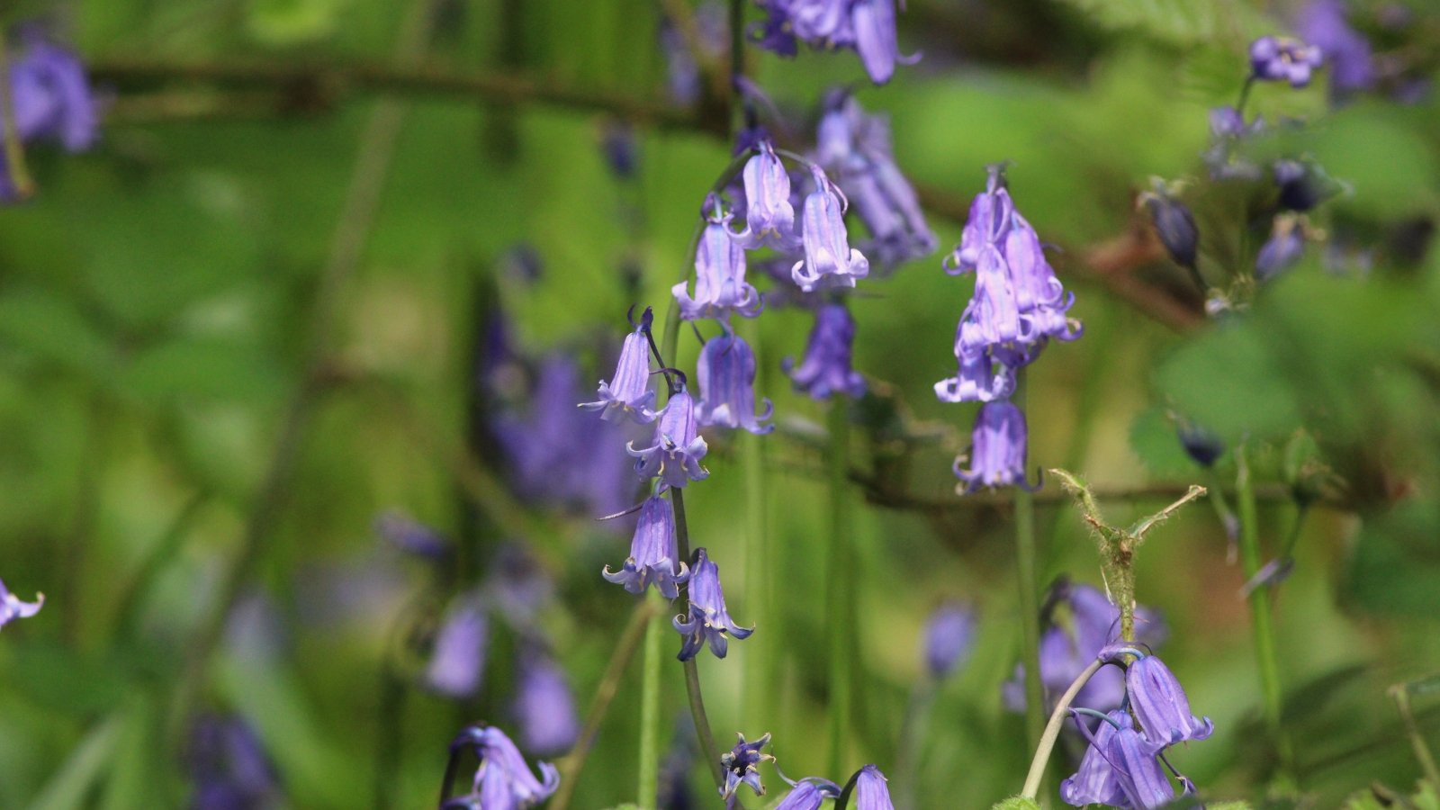 Bell-shaped blue flowers cluster densely on upright stems, growing amid slender green leaves.
