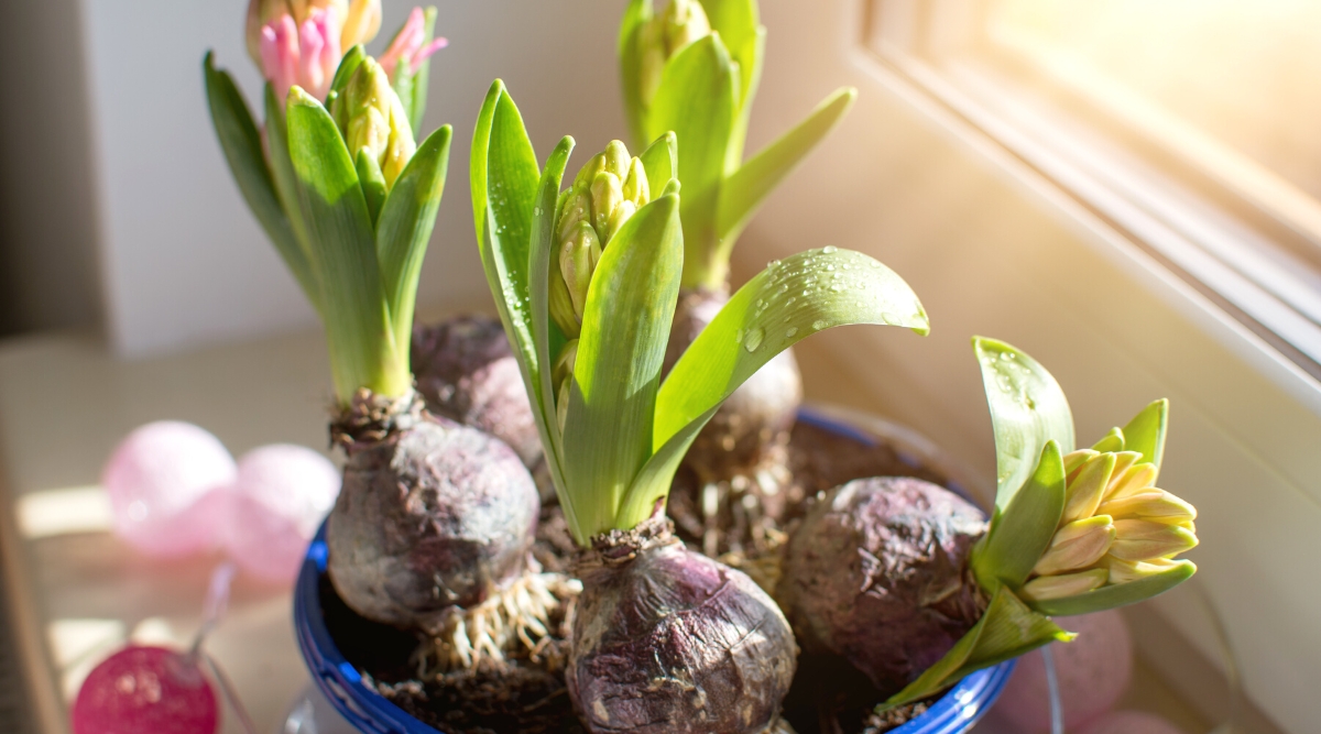 Close-up of young Hyacinth bulbs starting to bloom in a blue pot on a light windowsill with sunlight. Five bulbs are planted in a pot. Hyacinth bulbs are small and teardrop-shaped, with a papery purple outer layer. They have narrow, strap-like green leaves. These leaves grow directly from the base of the bulb, forming a compact, upright clump. It sends up a central flower spike, adorned with tightly packed, fragrant florets of pinkish and yellow color.