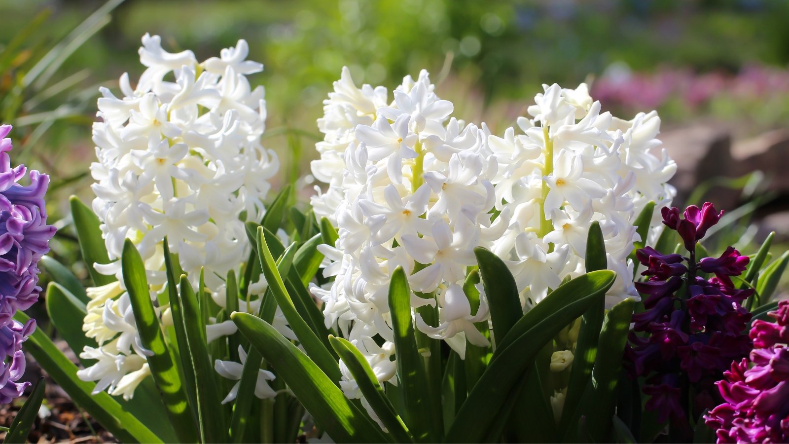 Pure white, dense clusters of star-shaped flowers bloom in tight spikes atop short, sturdy stems, surrounded by dark green, strap-like leaves.
