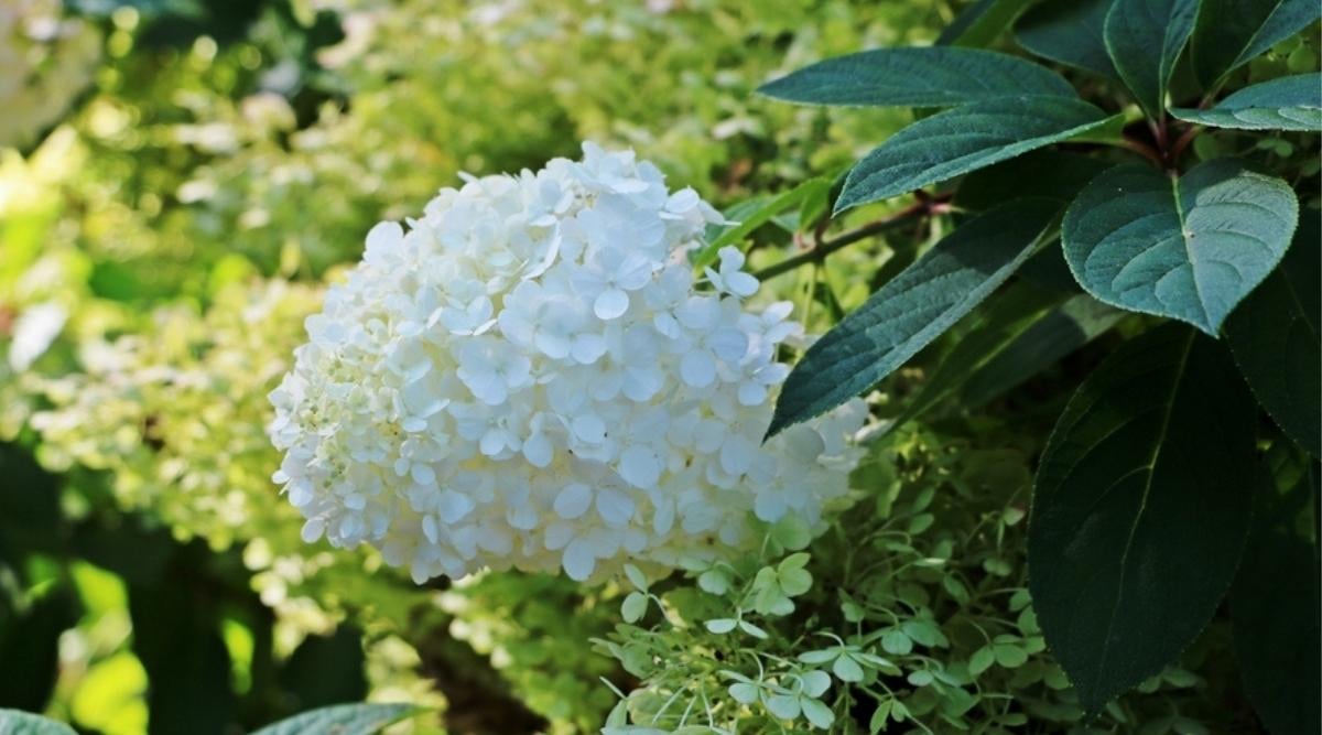 Hydrangea