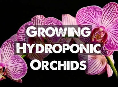 Hydroponic orchids