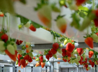 Hydroponic strawberries