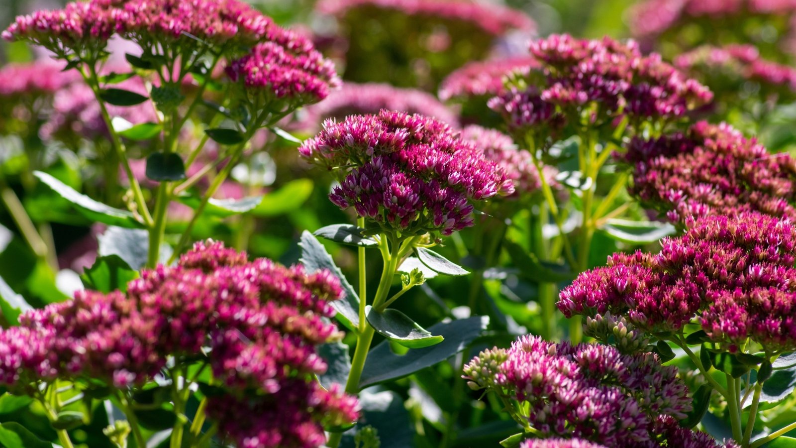 Hylotelephium 'Autumn Joy' features stout stems and succulent, blue-green foliage, topped with large, flat clusters of tiny, star-shaped flowers of rich pink color.