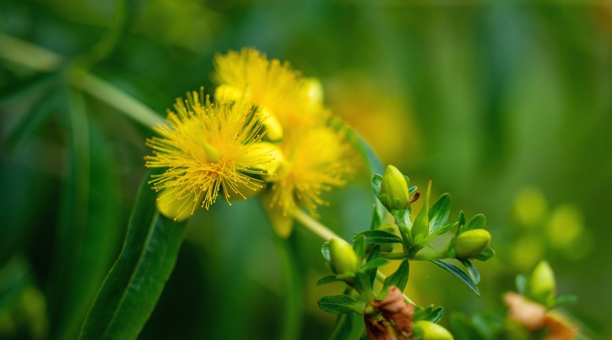 Close-up of a flowering Hypericum prolificum plant against a bright green background. Hypericum prolificum, commonly known as shrubby St. John's wort or shrubby hypericum, is a deciduous shrub native to eastern North America. The shrub has a dense bushy habit. It has elliptical or lanceolate leaves arranged oppositely. The leaves are dark green in color and have a slightly leathery texture. Hypericum prolificum produces clusters of bright yellow flowers with five petals. The flowers are star-shaped and have a conspicuous cluster of prominent yellow stamens in the center.