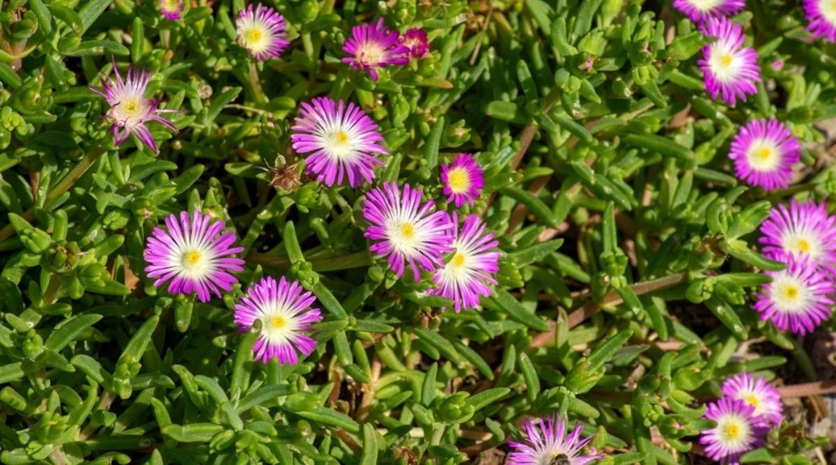 Ice Plant