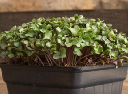 Igloo Cauliflower Microgreens