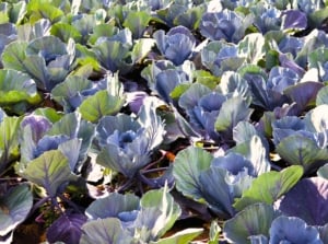 A large bed of young red cabbage plants planted ignoring plant spacing.