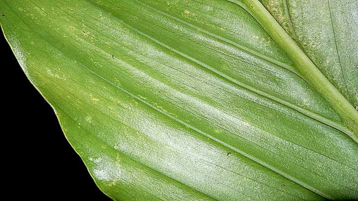 Immature Monstera adansonii Schott leaf