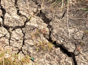 How to improve hard soil fast. Hard soil presents a compacted and dense appearance, characterized by a lack of porosity and difficulty in penetration. Its surface is dry and cracked.