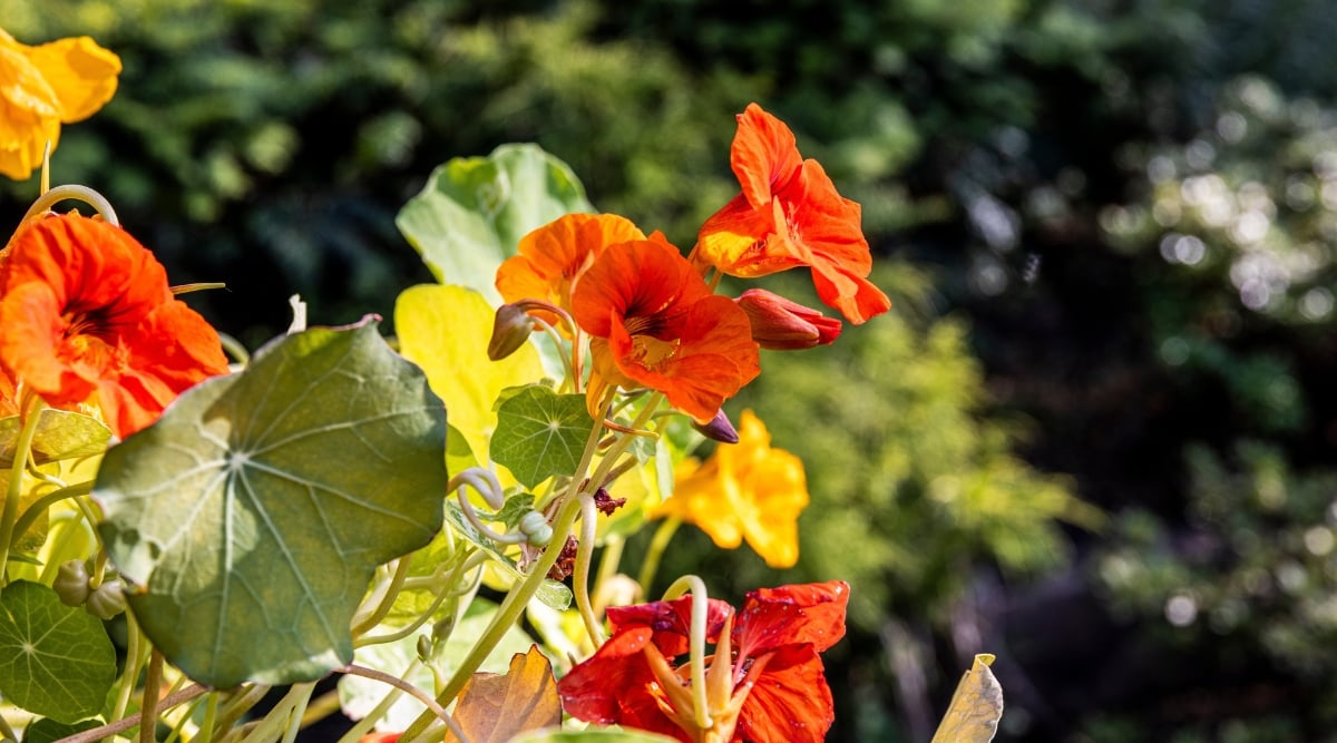 A close-up of orange nasturtium flowers captivating with their vivid hues, illuminated by the sun's gentle rays. Surrounding them, lush green leaves form a lively composition, while in the blurred background, verdant trees create a tranquil setting.
